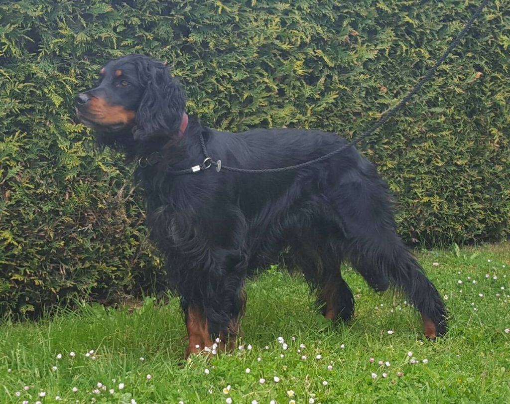 Elevage Des Taillis De La Borderie Eleveur De Chiens Setter Gordon