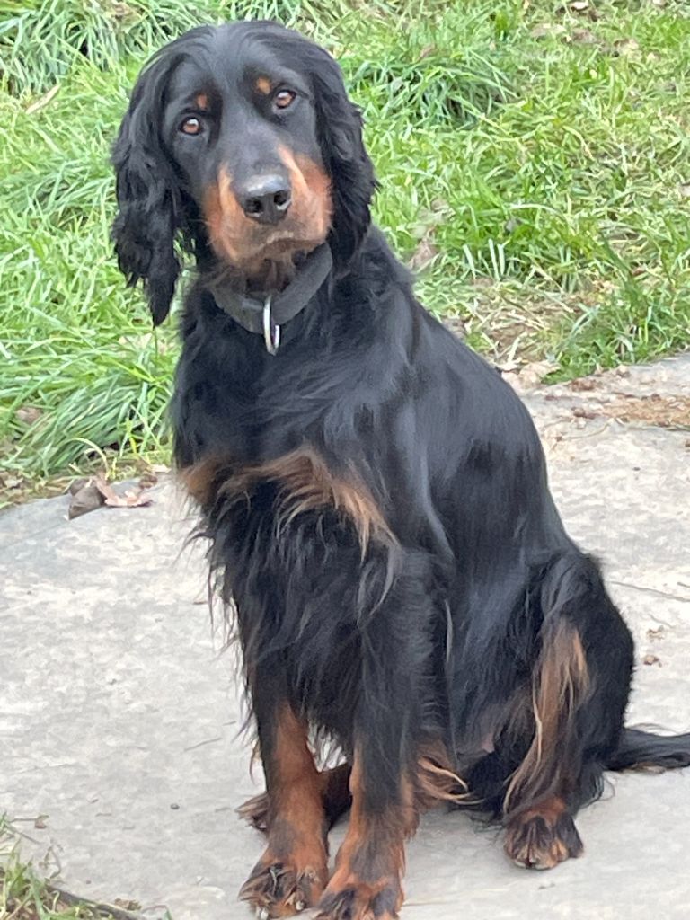 Les Setter Gordon de l'affixe des taillis de la borderie