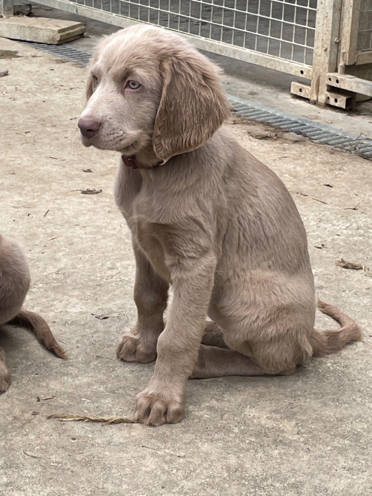 des taillis de la borderie - Chiots disponibles - Braque de Weimar