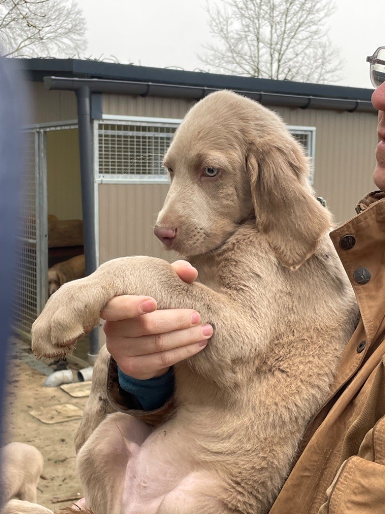 des taillis de la borderie - Chiots disponibles - Braque de Weimar