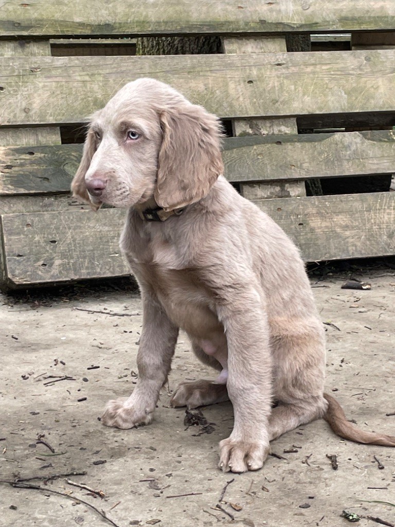 des taillis de la borderie - Chiots disponibles - Braque de Weimar